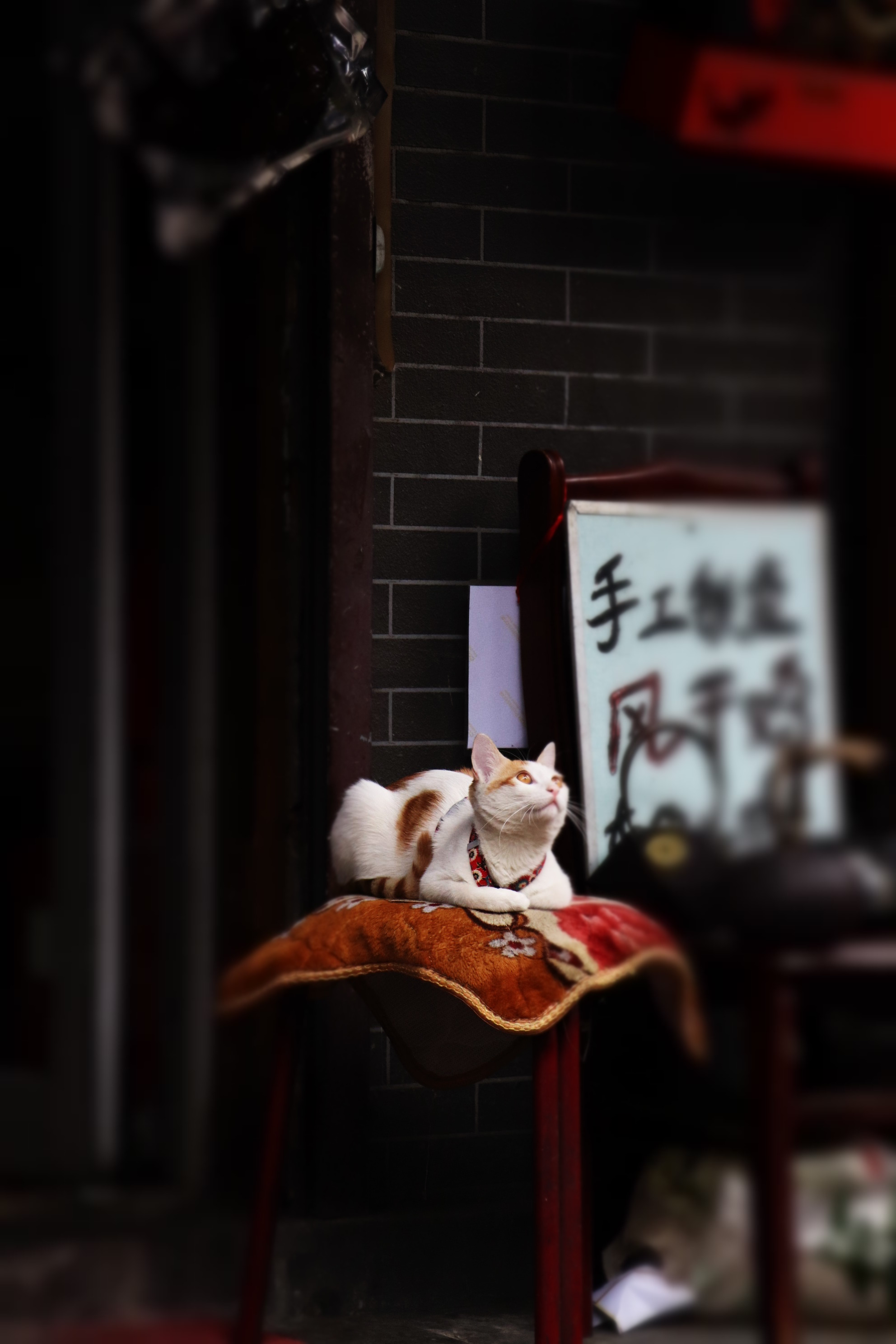 《瞻望》张悦悦.JPG